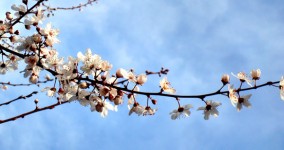 Spring Time