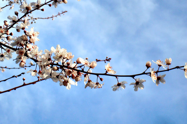 Spring Time
